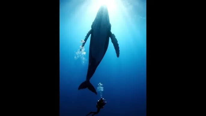芒果乱码一二三四区别 - 深蓝星球：探索海洋深处的未知世界